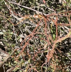 Cassytha pubescens (Devil's Twine) at Percival Hill - 23 Sep 2021 by JaneR