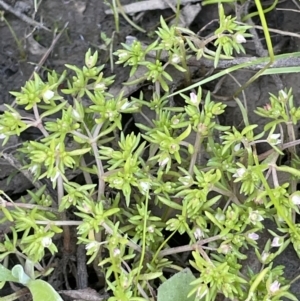 Crassula helmsii at Nicholls, ACT - 23 Sep 2021 02:40 PM