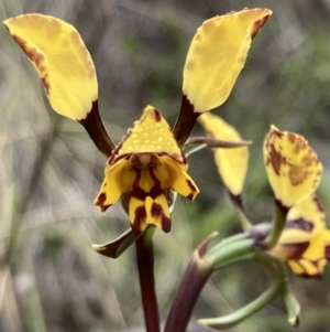 Diuris pardina at Downer, ACT - 23 Sep 2021