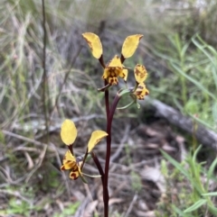 Diuris pardina at Downer, ACT - 23 Sep 2021