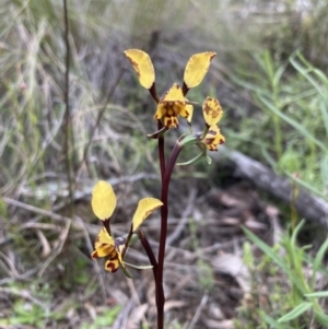 Diuris pardina at Downer, ACT - 23 Sep 2021