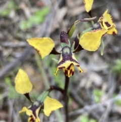 Diuris pardina at Downer, ACT - 23 Sep 2021