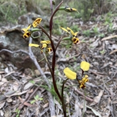 Diuris pardina (Leopard Doubletail) at Mount Majura - 23 Sep 2021 by AnneG1