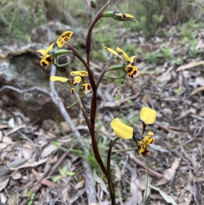 Diuris pardina (Leopard Doubletail) at Hackett, ACT - 23 Sep 2021 by AnneG1