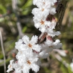 Leucopogon virgatus (Common Beard-heath) at Nicholls, ACT - 23 Sep 2021 by JaneR