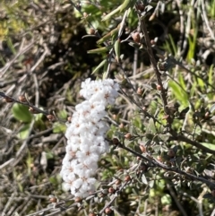 Leucopogon virgatus at Nicholls, ACT - 23 Sep 2021