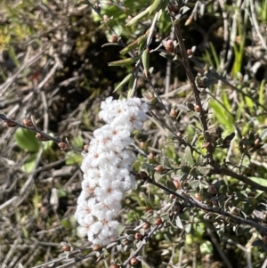 Leucopogon virgatus at Nicholls, ACT - 23 Sep 2021 03:02 PM