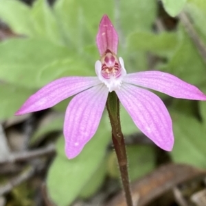 Caladenia fuscata at Hackett, ACT - 23 Sep 2021