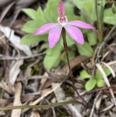 Caladenia fuscata at Hackett, ACT - 23 Sep 2021