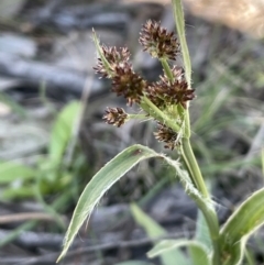 Luzula densiflora (Dense Wood-rush) at Percival Hill - 23 Sep 2021 by JaneR