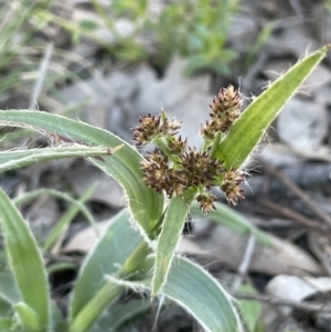 Luzula densiflora at Nicholls, ACT - 23 Sep 2021