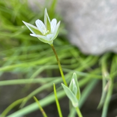 Moenchia erecta (Erect Chickweed) at Percival Hill - 23 Sep 2021 by JaneR