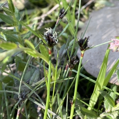 Schoenus apogon (Common Bog Sedge) at Nicholls, ACT - 23 Sep 2021 by JaneR