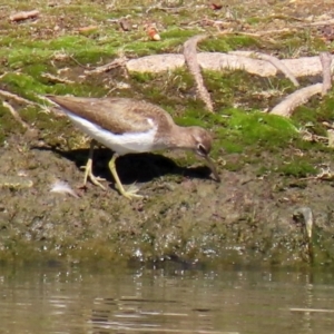 Actitis hypoleucos at Greenway, ACT - 23 Sep 2021