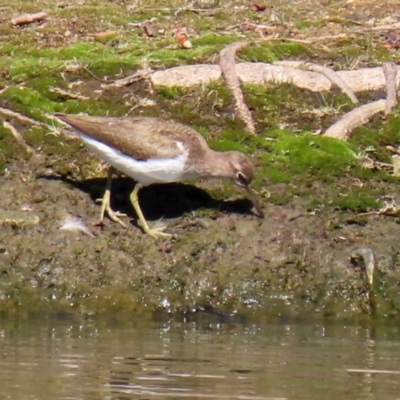 Actitis hypoleucos (Common Sandpiper) at Lake Tuggeranong - 23 Sep 2021 by RodDeb