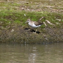 Actitis hypoleucos at Greenway, ACT - 23 Sep 2021