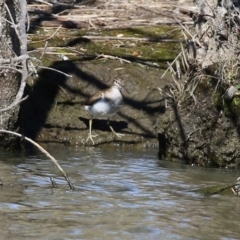 Actitis hypoleucos at Greenway, ACT - 23 Sep 2021