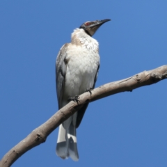 Philemon corniculatus (Noisy Friarbird) at Majura, ACT - 21 Sep 2021 by jb2602