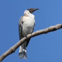 Philemon corniculatus at Majura, ACT - 21 Sep 2021