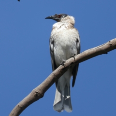 Philemon corniculatus at Majura, ACT - 21 Sep 2021 01:40 PM