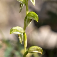 Pterostylis longifolia (Tall Greenhood) at Bundanoon - 19 Sep 2021 by Aussiegall