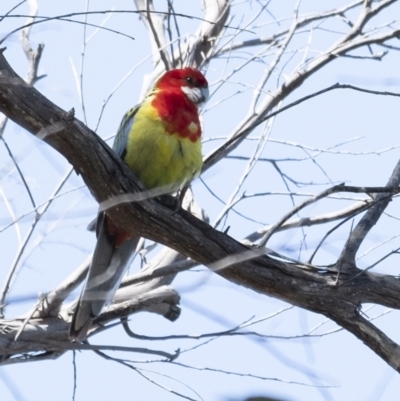 Platycercus eximius (Eastern Rosella) at Bundanoon - 19 Sep 2021 by Aussiegall