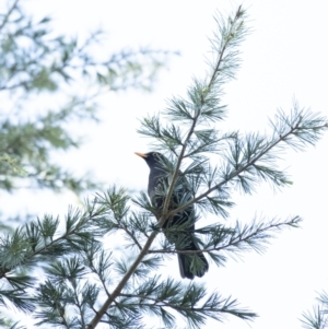 Turdus merula at Penrose, NSW - 18 Sep 2021