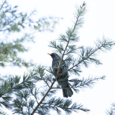Turdus merula (Eurasian Blackbird) at Penrose - 18 Sep 2021 by Aussiegall