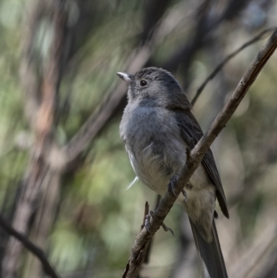 Colluricincla harmonica (Grey Shrikethrush) at Wingecarribee Local Government Area - 19 Sep 2021 by Aussiegall