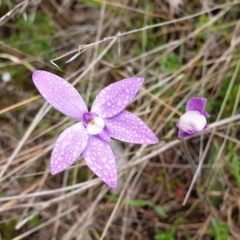 Glossodia major (Wax Lip Orchid) at Cook, ACT - 23 Sep 2021 by drakes