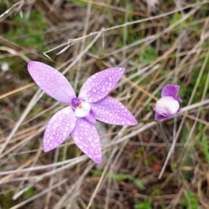 Glossodia major at Cook, ACT - 23 Sep 2021