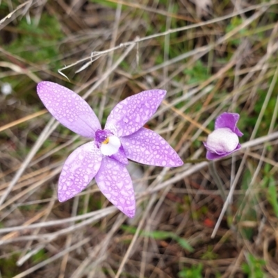 Glossodia major (Wax Lip Orchid) at Cook, ACT - 23 Sep 2021 by drakes