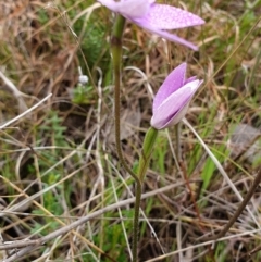 Glossodia major at Cook, ACT - 23 Sep 2021