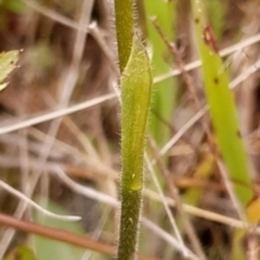 Glossodia major at Cook, ACT - 23 Sep 2021