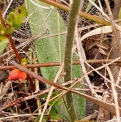 Glossodia major at Cook, ACT - 23 Sep 2021