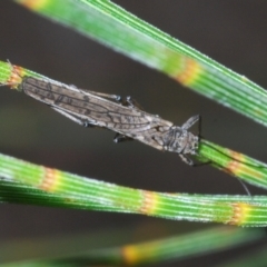 Plecoptera sp. (order) (Unidentified Stone fly) at Mount Taylor - 21 Sep 2021 by Harrisi