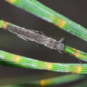 Plecoptera sp. (order) at Kambah, ACT - 21 Sep 2021
