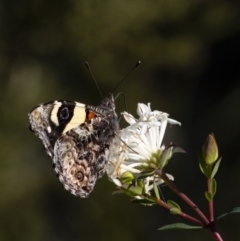 Vanessa itea (Yellow Admiral) at Morton National Park - 19 Sep 2021 by Aussiegall