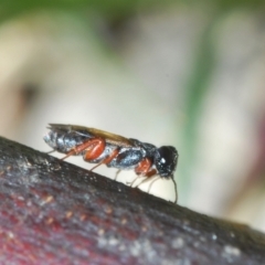Unidentified Wasp (Hymenoptera, Apocrita) (TBC) at Cooleman Ridge - 22 Sep 2021 by Harrisi
