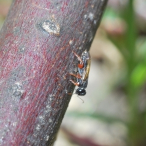 Chalcididae (family) at Chapman, ACT - 22 Sep 2021 01:26 PM