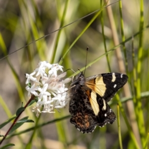 Vanessa itea at Bundanoon, NSW - 19 Sep 2021 01:48 PM