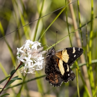 Vanessa itea (Yellow Admiral) at Wingecarribee Local Government Area - 19 Sep 2021 by Aussiegall