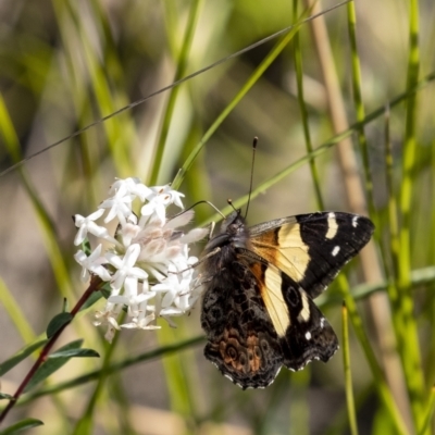 Vanessa itea (Yellow Admiral) at Bundanoon - 19 Sep 2021 by Aussiegall