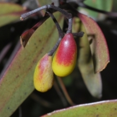 Muellerina eucalyptoides (Creeping Mistletoe) at Mount Taylor - 17 Sep 2021 by Harrisi