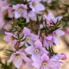 Boronia pinnata (Pinnate Boronia) at Morton National Park - 19 Sep 2021 by Aussiegall