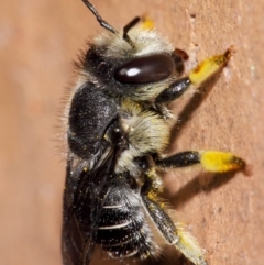 Pseudoanthidium (Immanthidium) repetitum (African carder bee, Megachild bee) at Evatt, ACT - 11 Apr 2014 by TimL