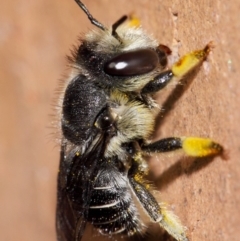 Pseudoanthidium (Immanthidium) repetitum (African carder bee) at Evatt, ACT - 11 Apr 2014 by TimL