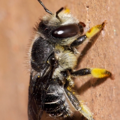 Pseudoanthidium (Immanthidium) repetitum (African carder bee, Megachild bee) at Evatt, ACT - 11 Apr 2014 by TimL