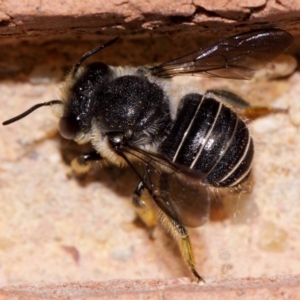 Pseudoanthidium (Immanthidium) repetitum at Evatt, ACT - 12 Apr 2014