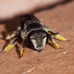 Pseudoanthidium (Immanthidium) repetitum at Evatt, ACT - 12 Apr 2014